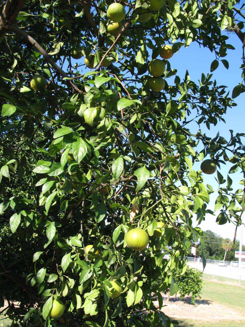              Sun leaves (Winter Haven, FL)       